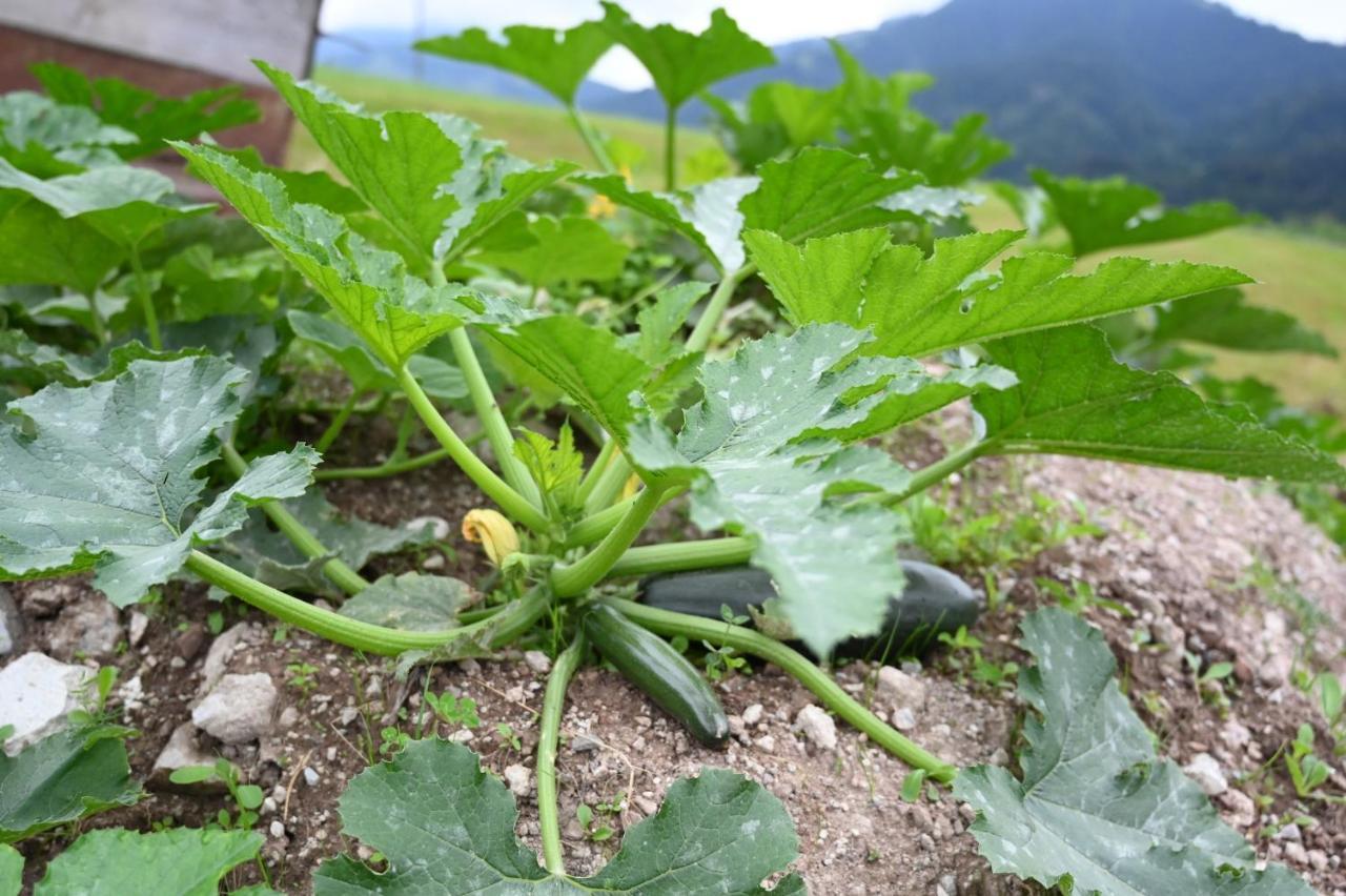 Ferienhof Holzmeister 圣雅克布茵豪斯 外观 照片